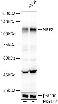 [KO Validated] NRF2 Rabbit mAb