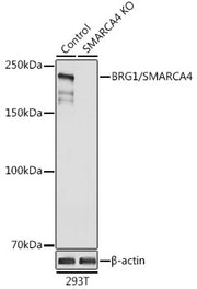 [KO Validated] BRG1/SMARCA4 Rabbit pAb