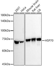 HSP70 Rabbit mAb