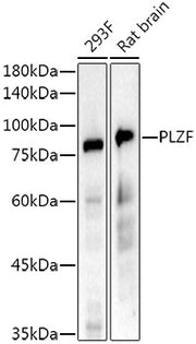 PLZF Rabbit mAb