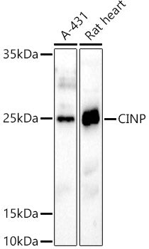 CINP Rabbit pAb
