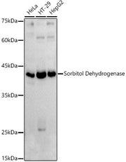 Sorbitol Dehydrogenase Rabbit pAb