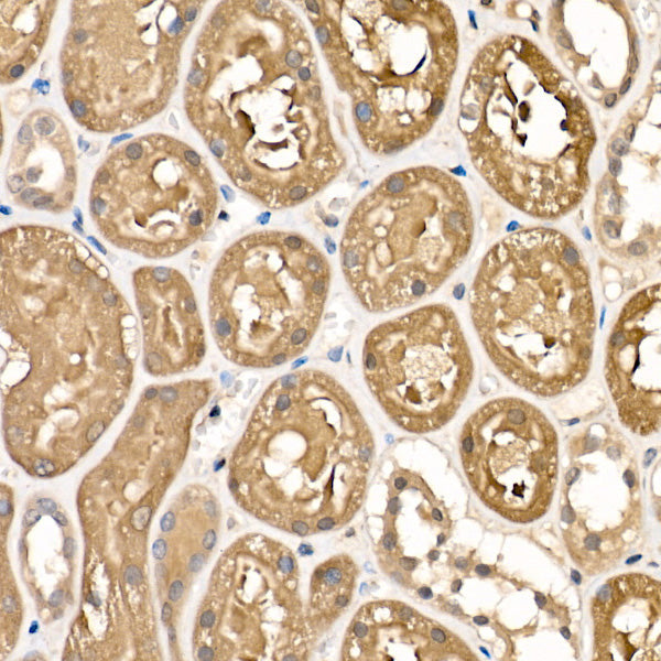 Sorbitol Dehydrogenase Rabbit pAb