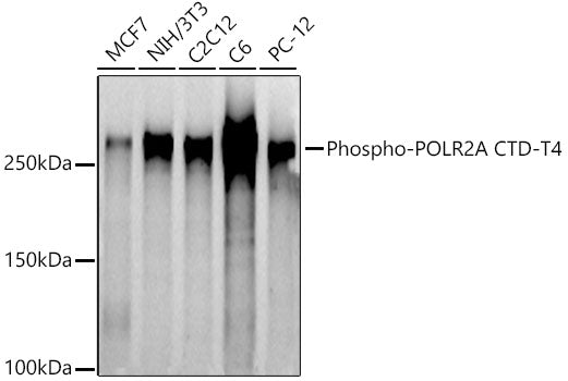 Phospho-POLR2A CTD-T4 Rabbit pAb