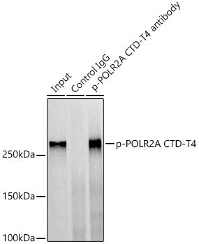 Phospho-POLR2A CTD-T4 Rabbit pAb