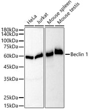 [KO Validated] Beclin 1 Rabbit mAb