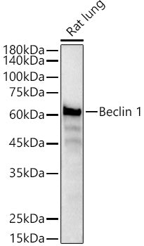 [KO Validated] Beclin 1 Rabbit mAb