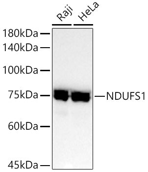 NDUFS1 Rabbit mAb