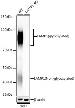 [KD Validated] LAMP1/CD107a Rabbit mAb