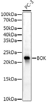 BOK Rabbit mAb