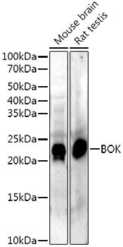 BOK Rabbit mAb