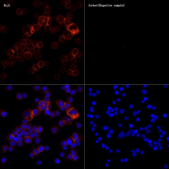 CD86 Rabbit mAb