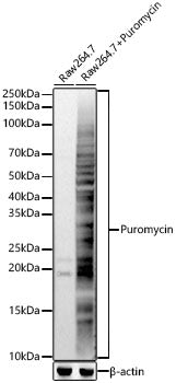 Puromycin Rabbit pAb