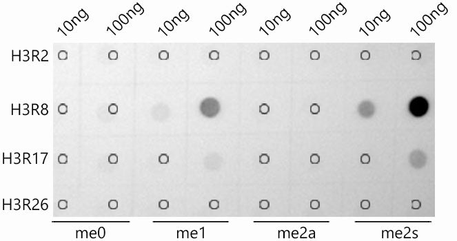Symmetric DiMethyl-Histone H3-R8 Rabbit mAb