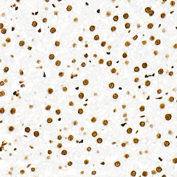 Symmetric DiMethyl-Histone H3-R8 Rabbit mAb