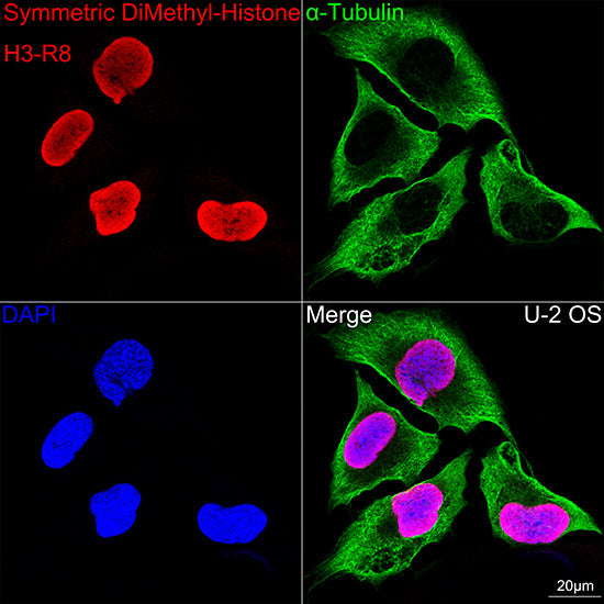 Symmetric DiMethyl-Histone H3-R8 Rabbit mAb