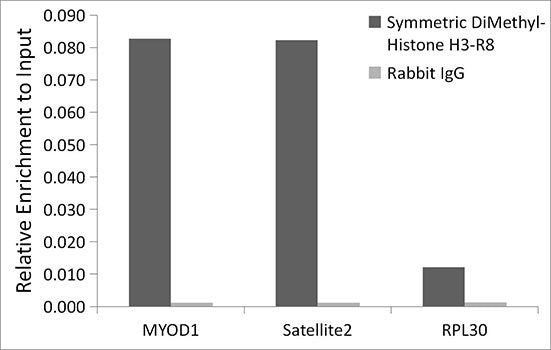 Symmetric DiMethyl-Histone H3-R8 Rabbit mAb