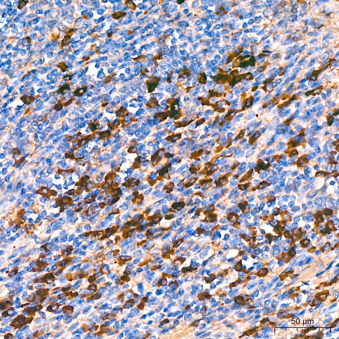 human IgG (Fc) Mouse mAb