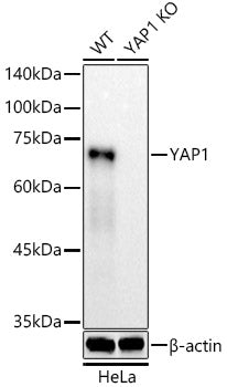 [KO Validated] YAP1 Rabbit mAb