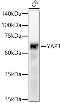[KO Validated] YAP1 Rabbit mAb