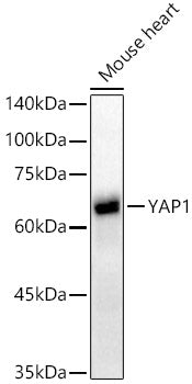 [KO Validated] YAP1 Rabbit mAb