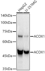 ACOX1 Rabbit mAb