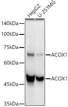 ACOX1 Rabbit mAb