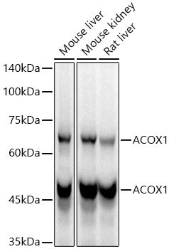 ACOX1 Rabbit mAb