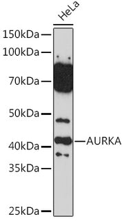 AURKA Rabbit pAb