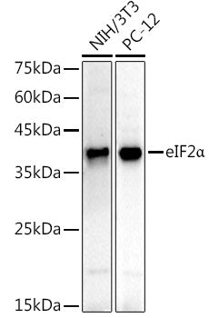 eIF2α Rabbit mAb