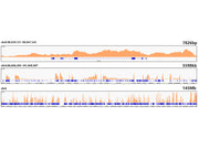 MonoMethyl-Histone H3-K79 Rabbit mAb