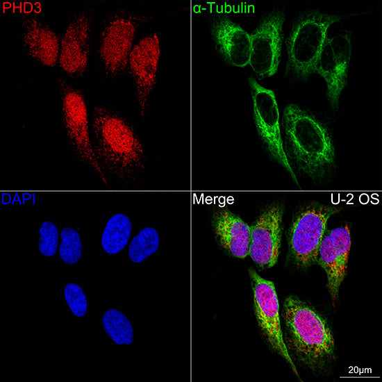PHD3 Rabbit mAb