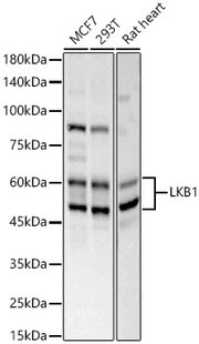 LKB1 Rabbit pAb