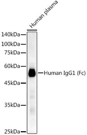 Human IgG1 (Fc) Rabbit mAb