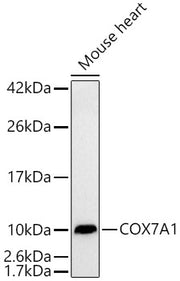 COX7A1 Rabbit mAb