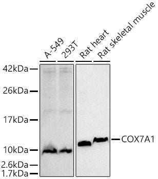 COX7A1 Rabbit mAb