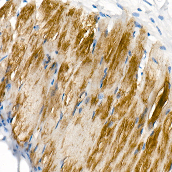 COX7A1 Rabbit mAb