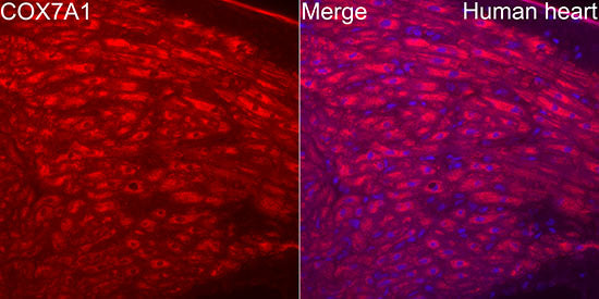 COX7A1 Rabbit mAb