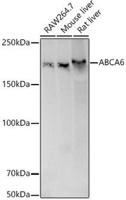 [KD Validated] ABCA6 Rabbit pAb
