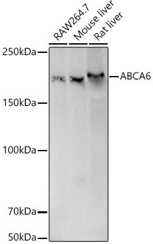 [KD Validated] ABCA6 Rabbit pAb