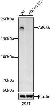 [KD Validated] ABCA6 Rabbit pAb