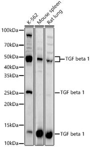 TGF beta 1 Rabbit pAb