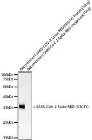 SARS-CoV-2 Spike RBD (N501Y) Rabbit mAb