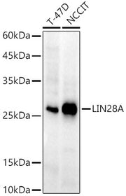 LIN28A Rabbit mAb