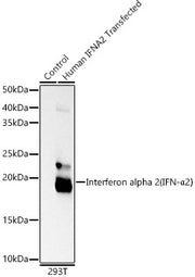 Interferon alpha 2 (IFN-α2） Rabbit mAb
