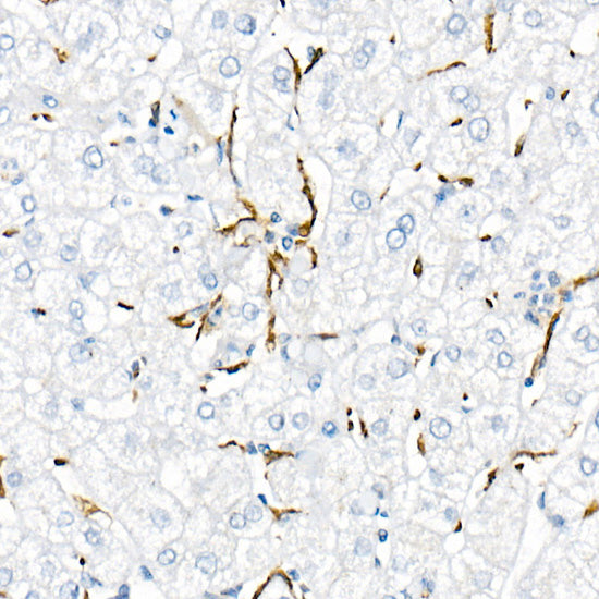 TNF-α Rabbit mAb
