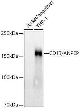 CD13/ANPEP Rabbit mAb