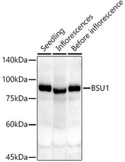 BSU1 Rabbit pAb