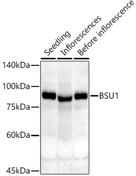 BSU1 Rabbit pAb