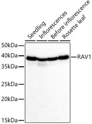 RAV1 Rabbit pAb
